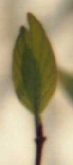 newleavesf15b.jpg