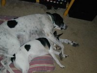 Dog CN0087.jpg