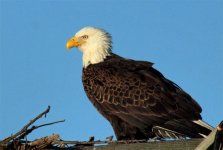 eagle'.jpg