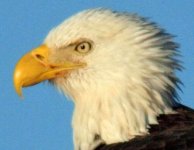 eagle.jpg
