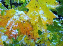 first-snow-010 (Medium).jpg