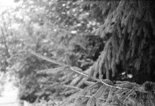 Zeiss Ikonta branch 64100001.jpg
