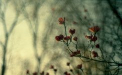 dogwoodf15a.jpg