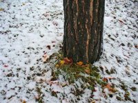 first snow 003 (Medium).jpg