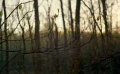 springleavesf28a.jpg