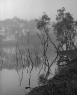 Wimmera River in Fog copy.jpg
