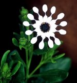 393170-md.jpg