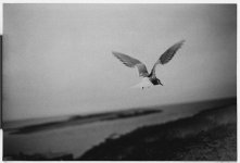 tern.jpg