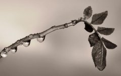 Dew on leaves.jpg