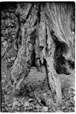 20110612-35RolleiRetro400-1252-1.jpg