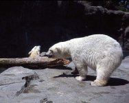zoo3bb.jpg