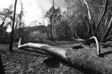 dead-tree-1.jpg