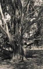Tree Pentax MX copy.jpg