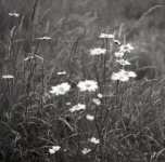 daises - Copy.jpg
