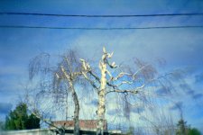 Minitar U100 Baum Sonne copy.jpg