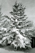 tree2.jpg