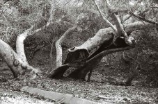 oak-tree-yashica.jpg