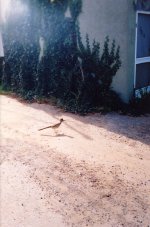Roadrunner001a.jpg