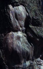 Ladytree.jpg
