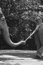 elephant.jpg