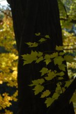 DSC_0821_A.jpg
