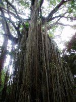 Curtain Fig.jpg