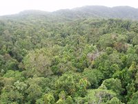 Rainforest canopy.jpg