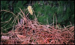 Pine Needles & Tree 600.jpg