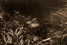 OLY OM1 -50 1-4.jpg