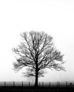 Acros @100_20161230_0001-Edit.jpg