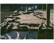 gators-2.jpg