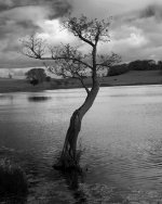 Tree in Lake.jpg