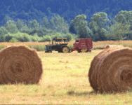 RuralTractorweb.gif
