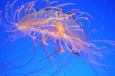 jelly_fish.jpg