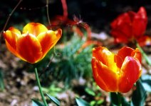 Tulips01.JPG