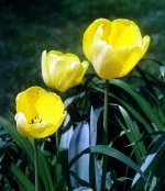 YellowTulips01.JPG