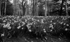 daffodils.jpg