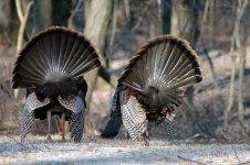 Rival Displays II.jpg