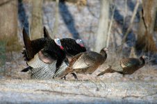 Objects of Desire.jpg