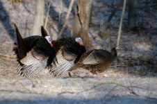 This one is mine - No she is mine.jpg