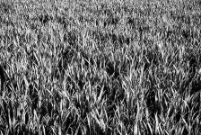 Grass.jpg