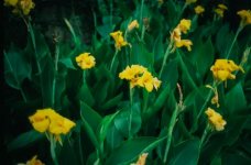 Screen Shot 2019-07-18 at 10.15.16 AM.jpg