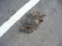 trip to farm, July 2011 009 (Medium).jpg