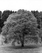 rodinol 1+25 630_20170129_0005.jpg