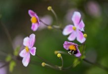 DSC_2114_00001_Bee_Hoizontal_PN.jpg