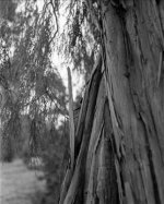 rodinol 1+25 630_20170129_0009.jpg