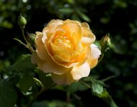 YellowRose50mmCanon.jpg