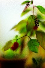 Through the window.jpg