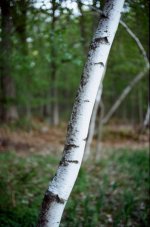 birch_vortex.jpg