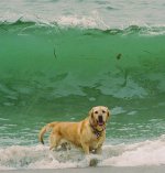 dog-wave.jpg